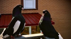 Курские голуби Липецк