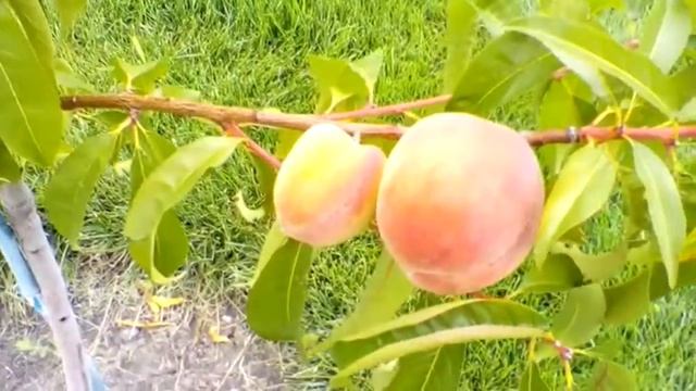 Плодово-ягодный сад. Болезни груши. Несколько советов по уходу. смотреть онлайн