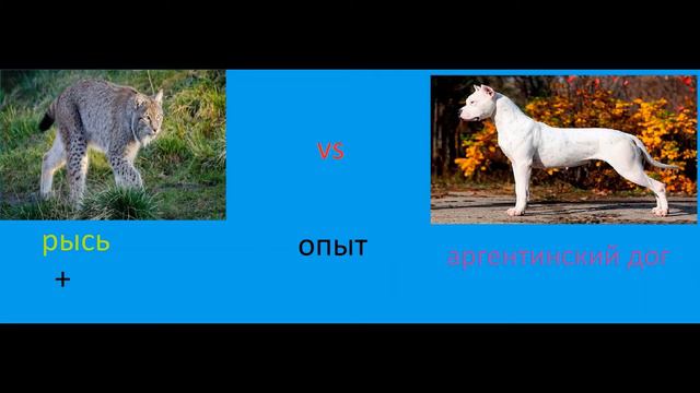 Аргентинский дог против рыси смотреть онлайн