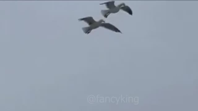 Мем My Name is Giovanni Giorgio. (seagull standing on flying seagull) (Джованни Джорджио) смотреть онлайн