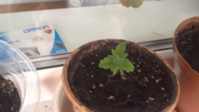 Помидоры четыре лета на дому смотреть онлайн