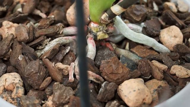 ФАЛЕНОПСИС Anthura Torino:10 дней ПОСЛЕ ПЕРЕСАДКИ смотреть онлайн