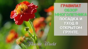 Гравилат обзор многолетника - посадка и уход в открытом грунте.