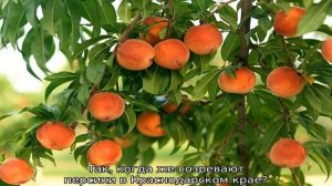 Когда созревают персики