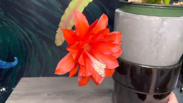 My New Epiphyllum Orchid Cactus Bloom смотреть онлайн