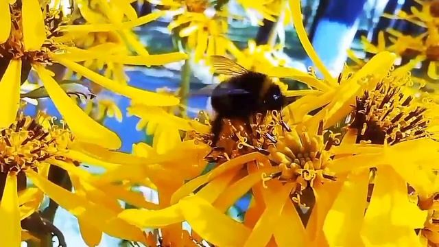 Природа, Surgebook, стихи и рассказы (Часть 2) смотреть онлайн