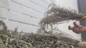 Полынь. Чистка дома.