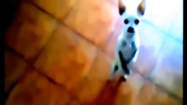 Танцующий пёсик смотреть онлайн