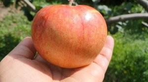 Яблоня МЕДУНИЦА 2020г.