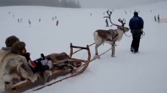 kirchberg austria ski place - reindeer and sleigh! смотреть онлайн
