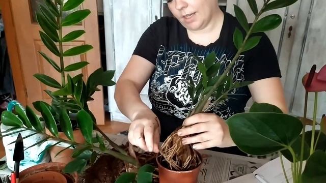 Уход и выращивание цветов и растений