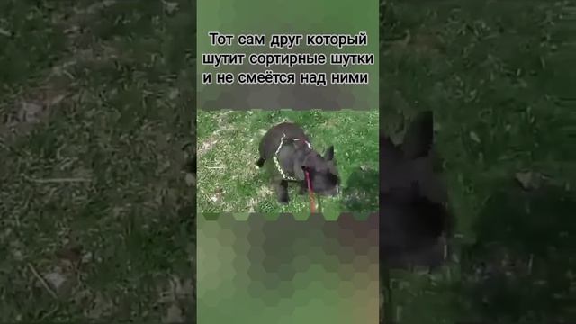 Тот самый друг который шутит сортирные шутки и не смеётся над ними смотреть онлайн