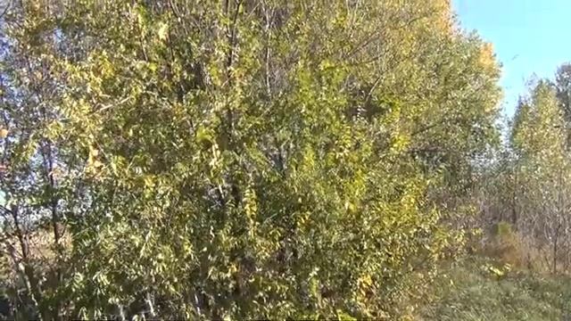 степь осенью, осень, на природу осенью, Аксай смотреть онлайн