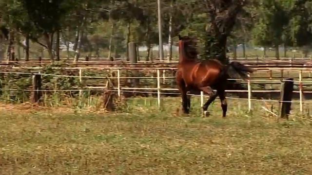 SMERGO JET - Allevamenti Toniatti смотреть онлайн