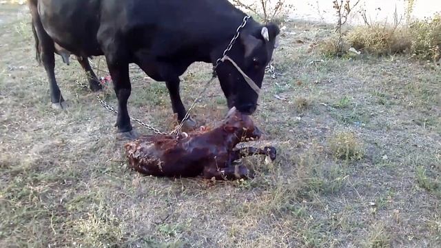 Новорожденный теленок