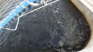 садковое хозяйство  , форель в садке , кормление , выращивание форели.
