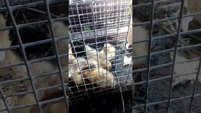 Смотрите чем нужно немного подкормить уток..... смотреть онлайн