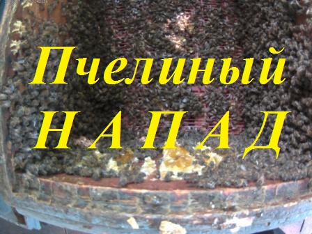 Пчелы уничтожают и разворовывают конкурентов.Скорость передачи пчелами нектара приёмщицам. смотреть онлайн