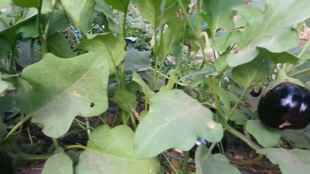 баклажаны для изготовления икры смотреть онлайн