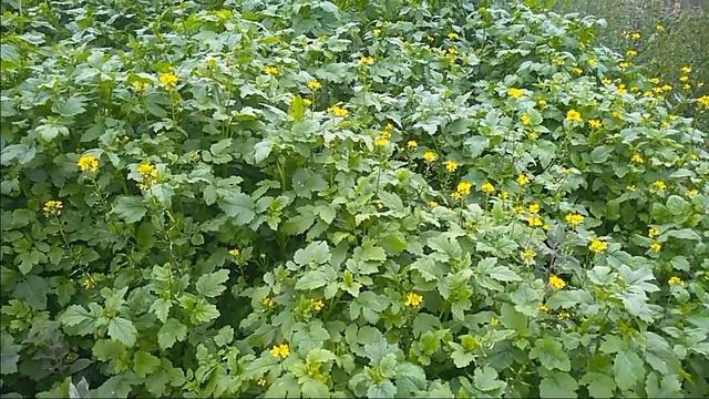 сидерат горчица: решает три с половиной задачи сразу смотреть онлайн