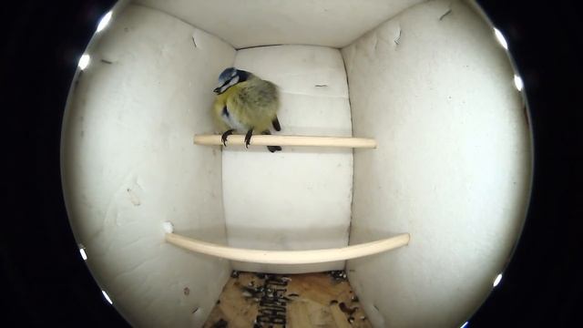 Как спят птицы / Убежище для зимующих птиц своими руками смотреть онлайн