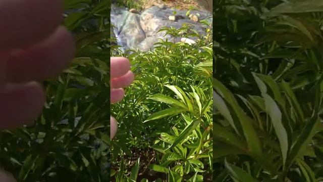 муравьи на пионах смотреть онлайн