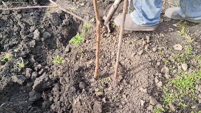 Пересадка яблони на новое место весной. смотреть онлайн