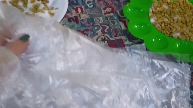 Զատիկի ոսպը ծլեց 1 օրում:/ Как прорастить чечевицу для Пасхи смотреть онлайн