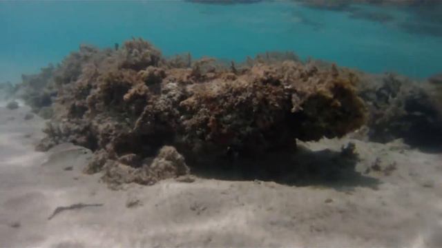 Красное море Хургада конфликт между рыбами смотреть онлайн