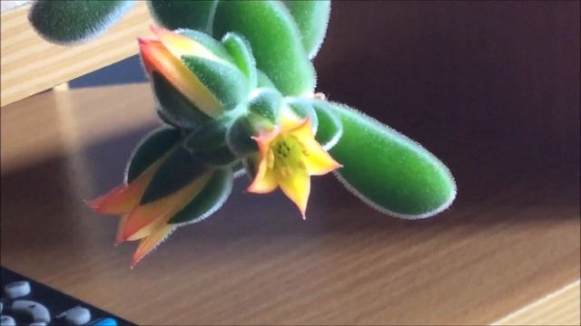 ECHEVERIA PULVINATA FLOWERING