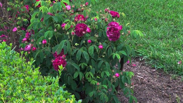 Old Rose - Rosa Gallica Charles De Mills