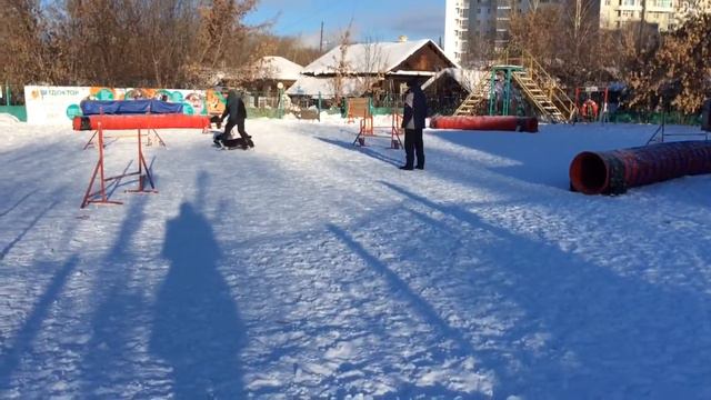 новички,вельш корги смотреть онлайн