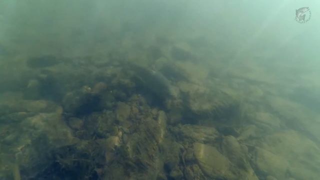 Trout Hunting 2016 - 3. Trout Fishing. Forellenangeln. Рыбалка на форель. смотреть онлайн