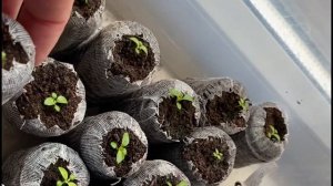 как посеять ангелонию,мои сеянцы через три недели,ангелония и другие