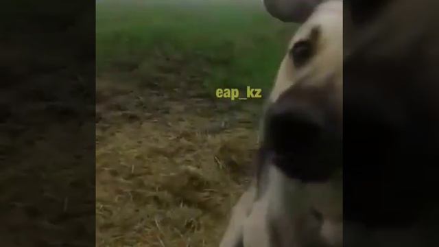 Собаки голубые смотреть онлайн