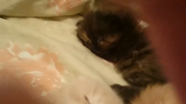 Котята спят с открытыми глазами смотреть онлайн