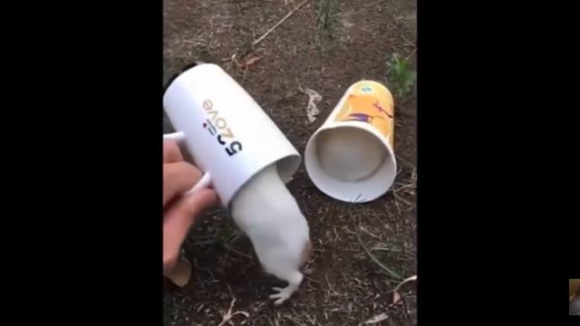 смешные хомячки #1 1000 лайков выйдет новая серия смотреть онлайн