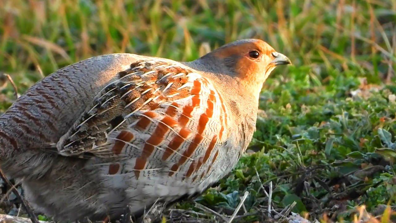 Grey partridges in early spring / Серые куропатки ранней весной смотреть онлайн