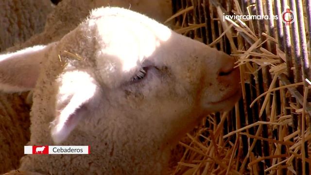 Овцы: Машинка для стрижки Овец и Ножницы для Стрижки Овец смотреть онлайн