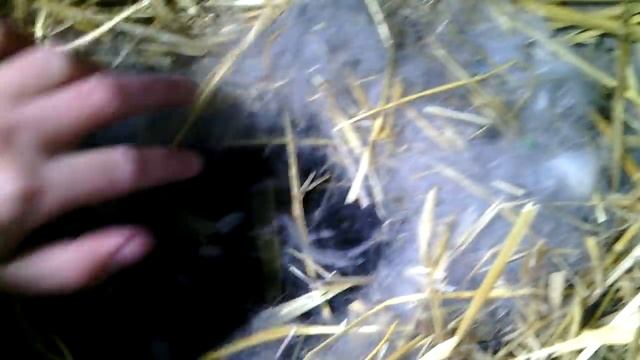 Крольчатам 5 дней // Жизнь в деревне !!! смотреть онлайн