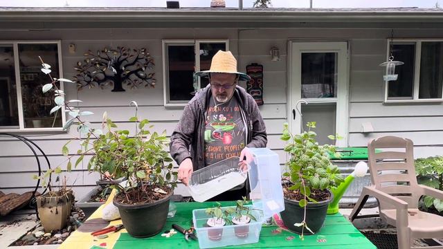 Free Fuchsia’s! - Easy Propagation смотреть онлайн