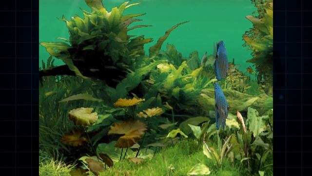[Sega Fish Life] A half hour of pure virtual fishies смотреть онлайн