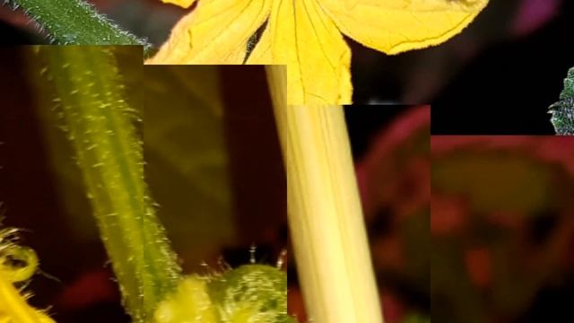 Огурец "Балконный F1" смотреть онлайн