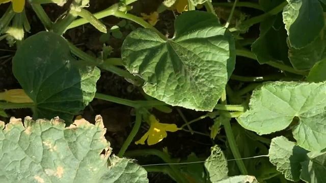 Как спасти листья огурцов от пожелтения? Желтые пятна на листьях заживают за сутки смотреть онлайн
