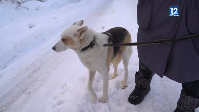 Лапа помощи 28.12.2021 смотреть онлайн