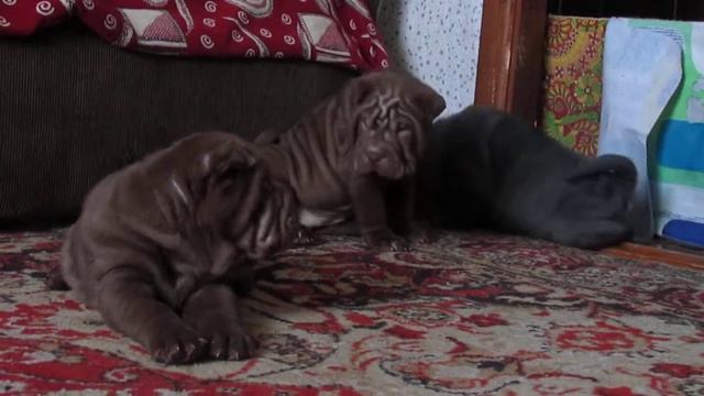 Малыши 1,5 мес смотреть онлайн