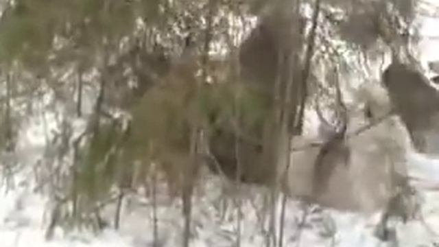 охота на кабана