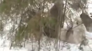 охота на кабана