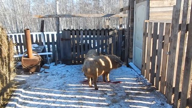 ДВЕ МОСКВИЧКИ ИЗ ИВАНОВО. БИО-ФЕРМА МАНГАЛИЦА смотреть онлайн