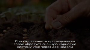 Выращивание рассады гороха